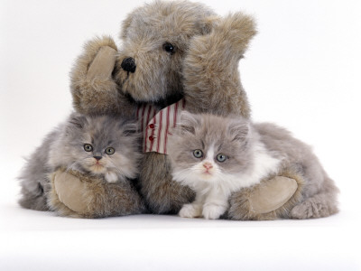 Domestic Cat, Two Blue Persian Kittens With A Brindle Teddy Bear by Jane Burton Pricing Limited Edition Print image
