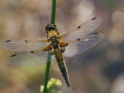 Four-Spotted Libellula Dragonfly Resting, Wings Spread, Scotland, Uk by Duncan Mcewan Pricing Limited Edition Print image