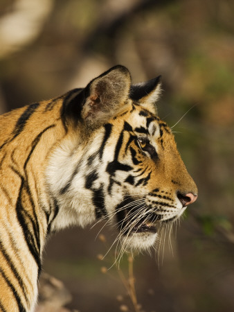 Tiger, Head Profile, Bandhavgarh National Park, India by Tony Heald Pricing Limited Edition Print image