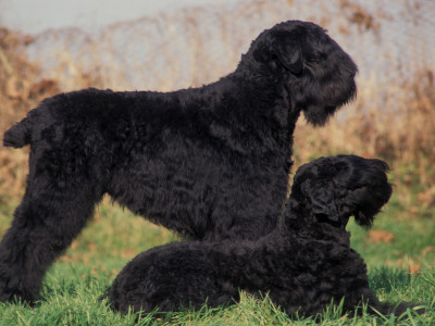 Domestic Dogs, Russian Black Terrier With Pup by Adriano Bacchella Pricing Limited Edition Print image
