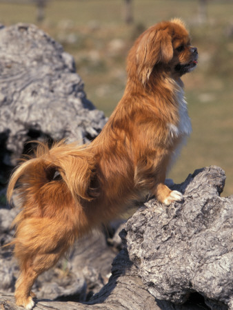 Tibetan Spaniel Perching On Rocks For A Better View by Adriano Bacchella Pricing Limited Edition Print image