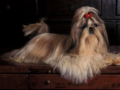 Shih Tzu Portrait With Hair Tied Up, Lying On Drawers by Adriano Bacchella Pricing Limited Edition Print image