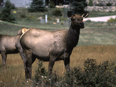 Group Of Elks by Michael Brown Pricing Limited Edition Print image