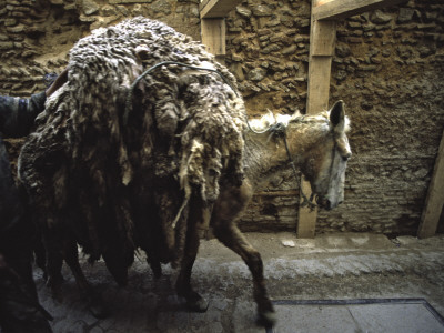 Jackass Carrying A Load, Morocco by Michael Brown Pricing Limited Edition Print image