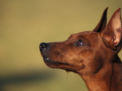 Miniature Pinscher Looking Up by Adriano Bacchella Pricing Limited Edition Print image