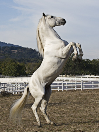 Grey Andalusian Stallion Rearing, Ojai, California, Usa by Carol Walker Pricing Limited Edition Print image