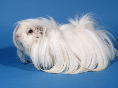 White Peruvian Guinea Pig by Petra Wegner Pricing Limited Edition Print image