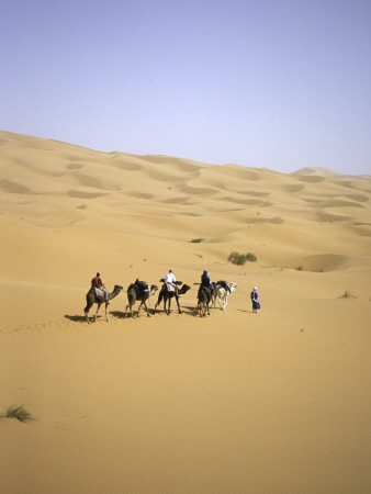 Camels Walking Away In Desert, Morocco by Michael Brown Pricing Limited Edition Print image