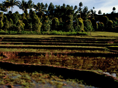 Farmland, Indonesia by Michael Brown Pricing Limited Edition Print image