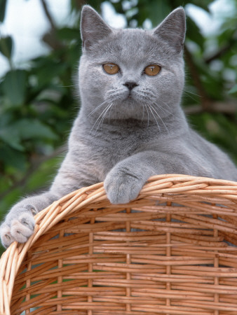 British Blue Shorthair Cat by De Meester Pricing Limited Edition Print image