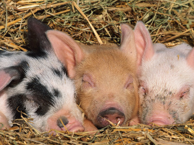 Piglets Sleeping, Usa by Lynn M. Stone Pricing Limited Edition Print image