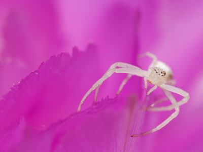 Crab Spider Adult On Lace Cactus Flower Texas, Usa by Rolf Nussbaumer Pricing Limited Edition Print image