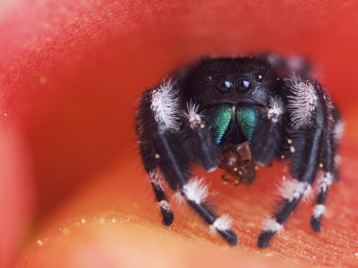 Daring Jumping Spider Adult With Ant Prey In Texas Prickly Pear Cactus Flower Texas, Usa by Rolf Nussbaumer Pricing Limited Edition Print image