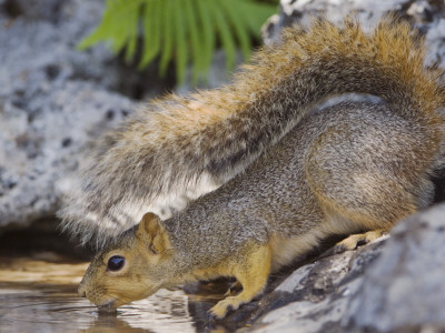 Eastern Fox Squirrel Drinking, Hill Country, Texas, Usa by Rolf Nussbaumer Pricing Limited Edition Print image