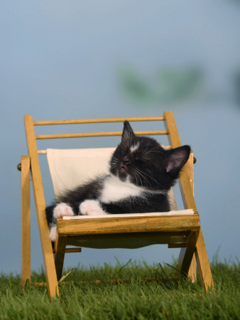 Domestic Cat, Kitten Sleeping On A Deckchair by Petra Wegner Pricing Limited Edition Print image