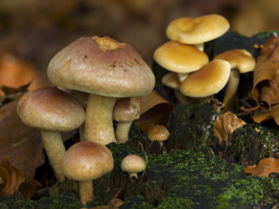 Brick Cap Mushrooms Amongst Mosses And Leaf Litter, Germany by Philippe Clement Pricing Limited Edition Print image