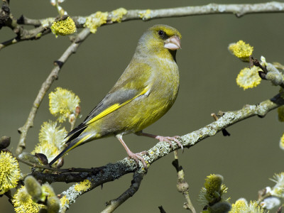 Male Greenfinch Amongst Pussy Willow Catkins, Hertfordshire, England, Uk by Andy Sands Pricing Limited Edition Print image