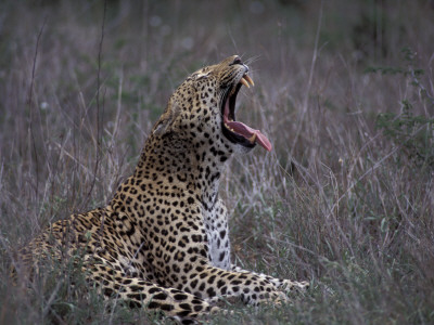 Male Leopard Yawning Kruger Np, South Africa by Tony Heald Pricing Limited Edition Print image