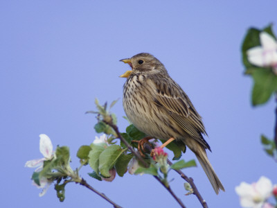 Corn Bunting Adult Singing On Apple Tree, Lake Neusiedl, Austria by Rolf Nussbaumer Pricing Limited Edition Print image