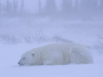 Polar Bear Sleeping Portrait Churchill, Manitoba, Canada by Eric Baccega Pricing Limited Edition Print image