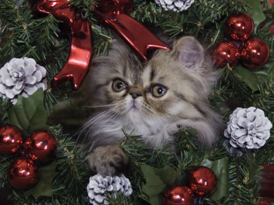 Persian Cat Brown Tabby Kitten Amongst Christmas Decorations, Texas, Usa by Rolf Nussbaumer Pricing Limited Edition Print image