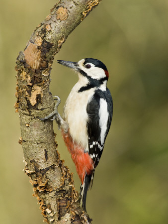 Great Spotted Woodpecker Male On Branch, Hertfordshire, Uk, England, February by Andy Sands Pricing Limited Edition Print image