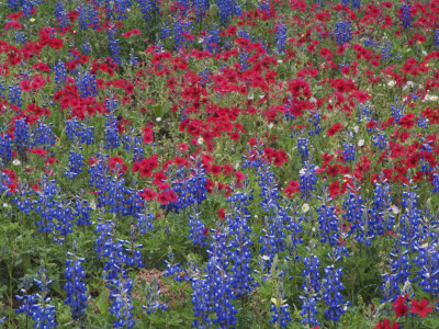Texas Bluebonnet And Drummond's Phlox Flowering In Meadow, Gonzales County, Texas, Usa, March 2007 by Rolf Nussbaumer Pricing Limited Edition Print image