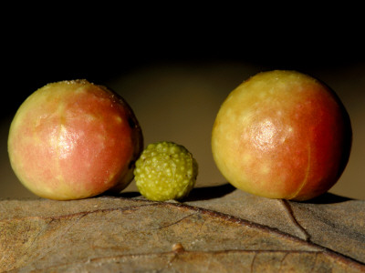Cherry Gall Of Pincushion Gall Wasp On Oak Leaf Underside, Dartmoor Np, Devon, Uk by Ross Hoddinott Pricing Limited Edition Print image