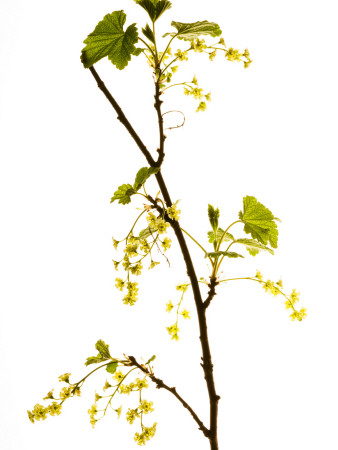 Wild Blackcurrant In Flower, April, Angus, Scotland, Uk by Niall Benvie Pricing Limited Edition Print image