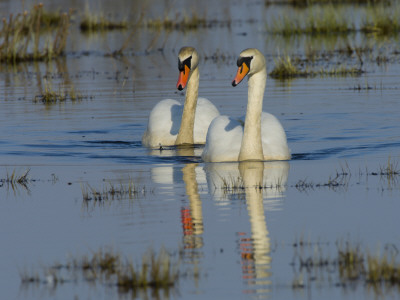 Two Mute Swan On Water, Hornborgasjon Lake, Sweden by Inaki Relanzon Pricing Limited Edition Print image