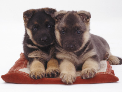 Two German Shepherd Dog Alsatian Pups, 5 Weeks Old, Lying On A Pillow by Jane Burton Pricing Limited Edition Print image