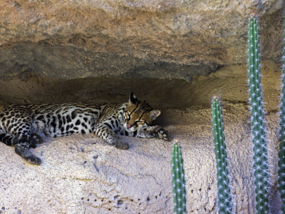 Ocelot Resting In The Shade Of A Cave. Arizona, Usa by Philippe Clement Pricing Limited Edition Print image