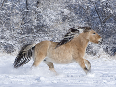 Norwegian Fjord Mare Running In Snow, Berthoud, Colorado, Usa by Carol Walker Pricing Limited Edition Print image