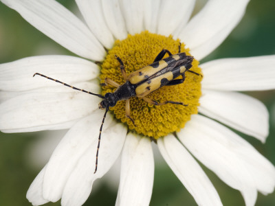Spotted Longhorn Beetle On Oxeye Daisy, West Sussex, Uk by Andy Sands Pricing Limited Edition Print image