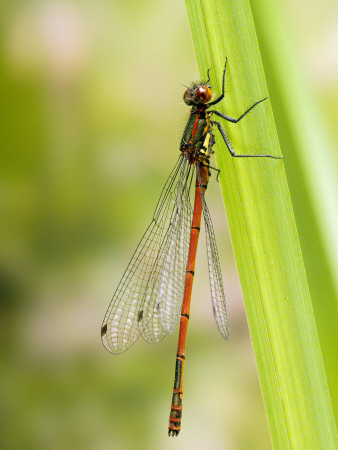 Large Red Damselfly Resting On Reed, Hertfordshire, Uk by Andy Sands Pricing Limited Edition Print image