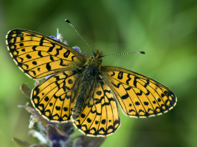 Small Pearl Bordered Fritillary Butterfly Basking On Bugle Flower With Wings Open, Uk by Andy Sands Pricing Limited Edition Print image