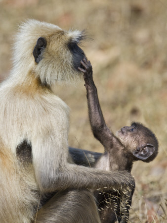 Hanuman Langur Baby Reaching Up To Mother's Face, Bandhavgarh Np, Madhya Pradesh, India, March by Tony Heald Pricing Limited Edition Print image