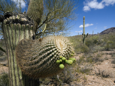 Saguaro Cactus Showing Fruit, Organ Pipe Cactus National Monument, Arizona, Usa May 2007 by Philippe Clement Pricing Limited Edition Print image
