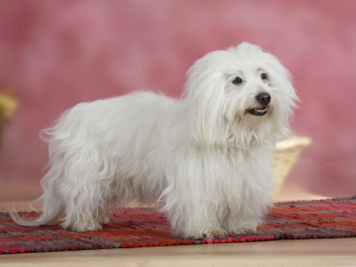 Coton De Tulear Dog Standing On Rug by Petra Wegner Pricing Limited Edition Print image