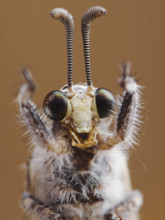 Ant Lion Adult Head Close Up, Texas, Usa by Rolf Nussbaumer Pricing Limited Edition Print image