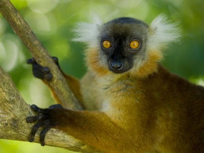 Black Lemur Female, Nosy Komba, North Madagascar, Iucn Vulnerable by Inaki Relanzon Pricing Limited Edition Print image