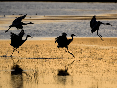Sandhill Cranes Flying, Bosque Del Apache National Wildlife Refuge, New Mexico, Usa by Mark Carwardine Pricing Limited Edition Print image