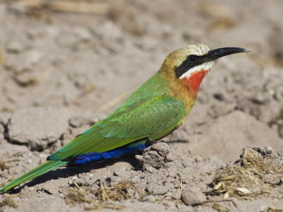 Whitefronted Bee-Eater, Chobe National Park, Botswana May 2008 by Tony Heald Pricing Limited Edition Print image