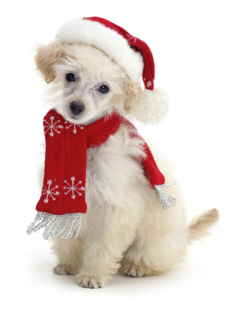Poodle With Scarf And Father Christmas Hat by Jane Burton Pricing Limited Edition Print image