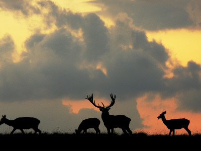 Red Deer Stag And Three Does Silhouetted Grazing, Dyrehaven, Denmark by Edwin Giesbers Pricing Limited Edition Print image