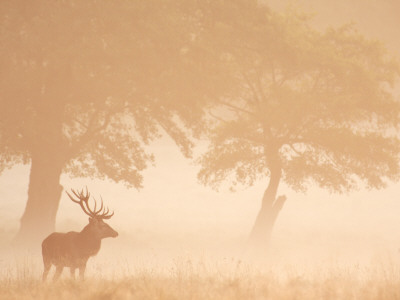 Red Deer Stag Silhouetted In Mist, Dyrehaven, Denmark by Edwin Giesbers Pricing Limited Edition Print image