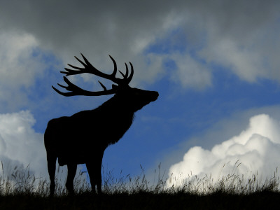 Silhouette Of Red Deer Stag, Dyrehaven, Denmark by Edwin Giesbers Pricing Limited Edition Print image