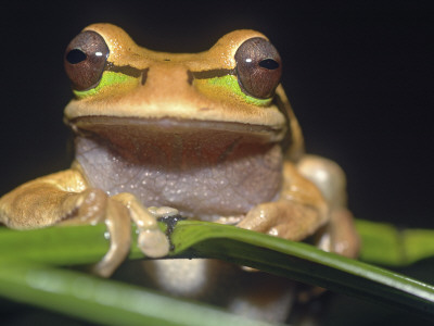 Masked Tree Puddle Frog, Costa Rica by Edwin Giesbers Pricing Limited Edition Print image