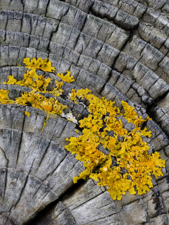 Yellow Scales Lichen Growing On Groyne, Exmoor National Park, Somerset, Uk by Ross Hoddinott Pricing Limited Edition Print image