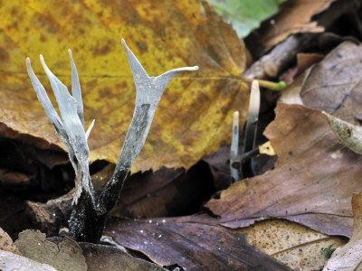 Candlesnuff Fungus Among Leaf Litter, Belgium by Philippe Clement Pricing Limited Edition Print image